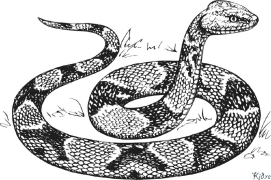 snakes Coloring Pages To Print